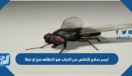 ايسر سلاح للتخلص من الذباب هو النظافه صح او خطا