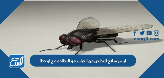 ايسر سلاح للتخلص من الذباب هو النظافه صح او خطا