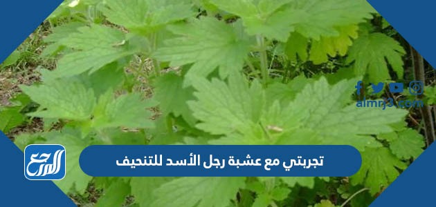 تجربتي مع عشبة رجل الأسد للتنحيف