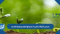 تسمى النباتات التي لا تنمو لها ازهار وبذورها قاسيه