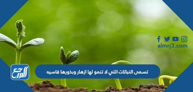 تسمى النباتات التي لا تنمو لها ازهار وبذورها قاسيه