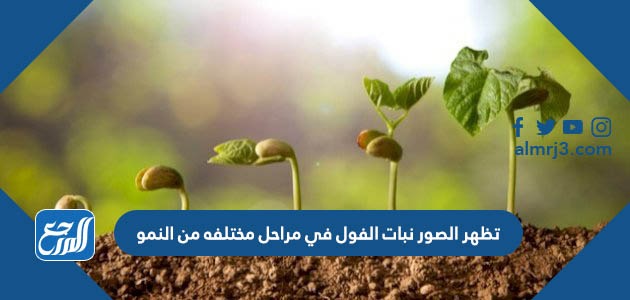 تظهر الصور نبات الفول في مراحل مختلفه من النمو