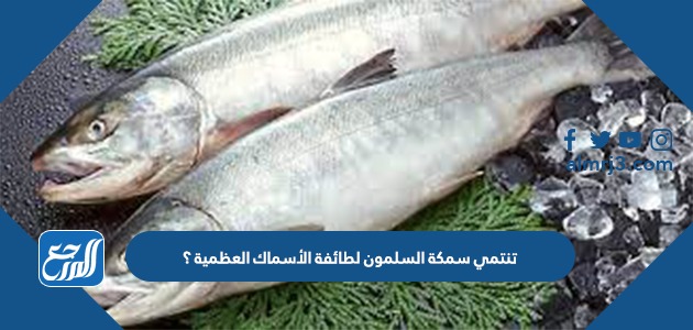تنتمي سمكة السلمون لطائفة الأسماك العظمية ؟