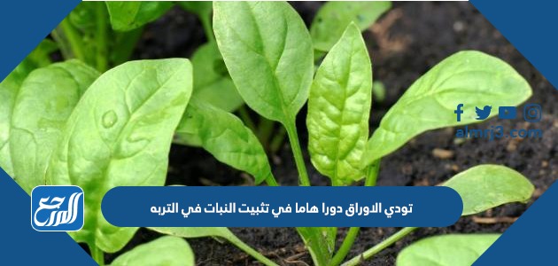 تودي الاوراق دورا هاما في تثبيت النبات في التربه