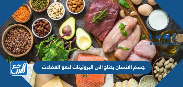 جسم الانسان يحتاج الى البروتينات لنمو العضلات واصلاحها وتنتج البروتينات صواب خطأ