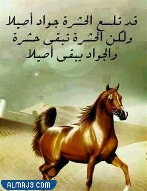 صور حالات فيسبوك وواتس آب عن الخيول