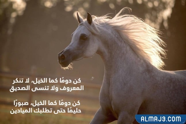 صور حالات فيسبوك وواتس آب عن الخيول