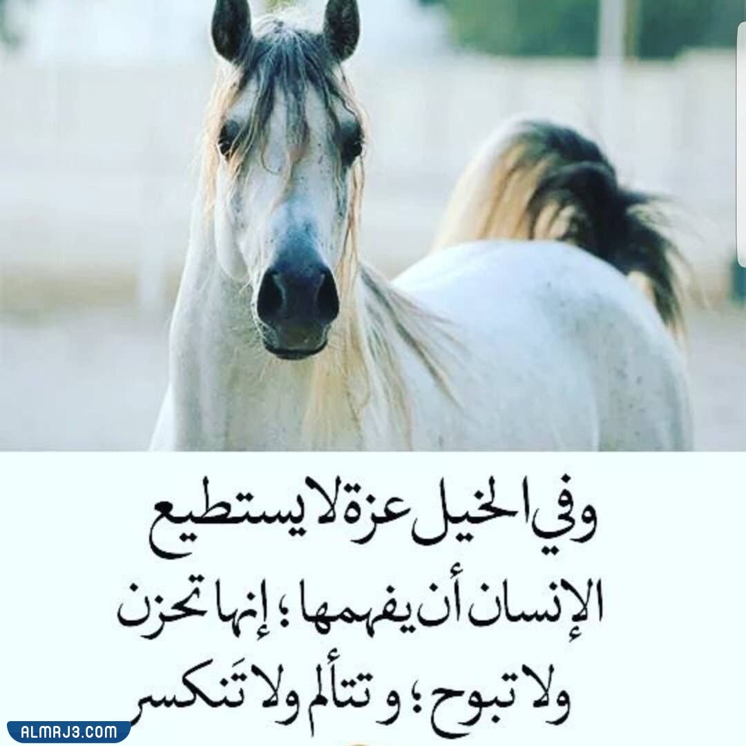 صور حالات فيسبوك وواتس آب عن الخيول