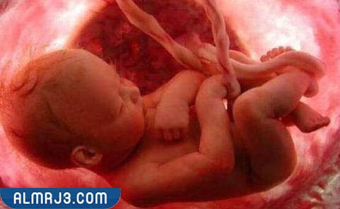 حركة الجنين الذكر في الشهر الخامس عند المثانة