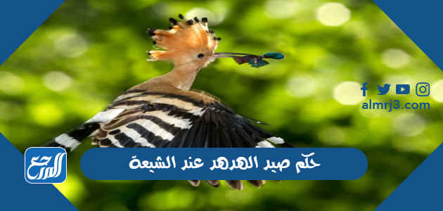 حكم صيد الهدهد عند الشيعة