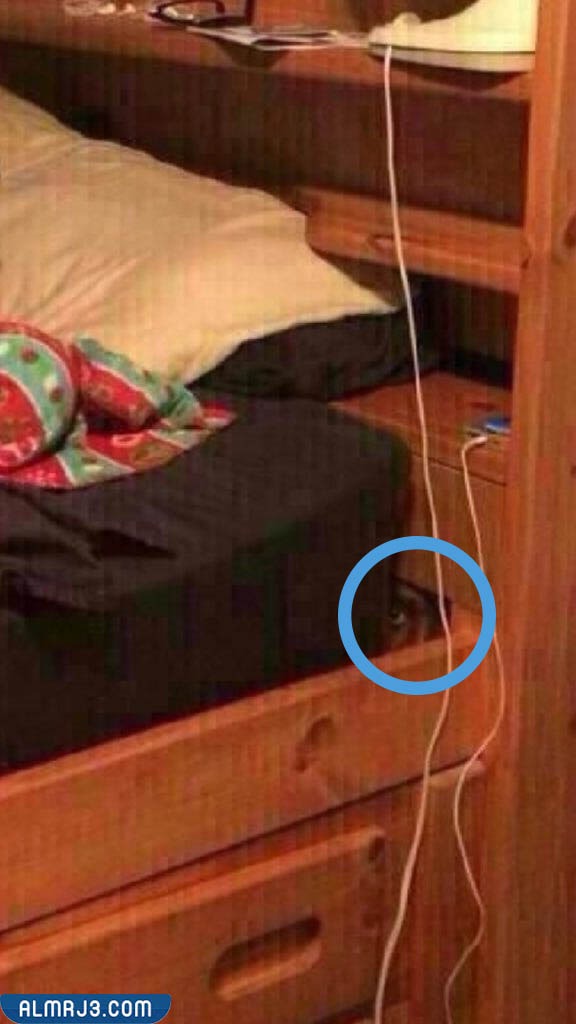 حل لغز زوجة ارسلت لزوجها هذه الصورة فطلقها