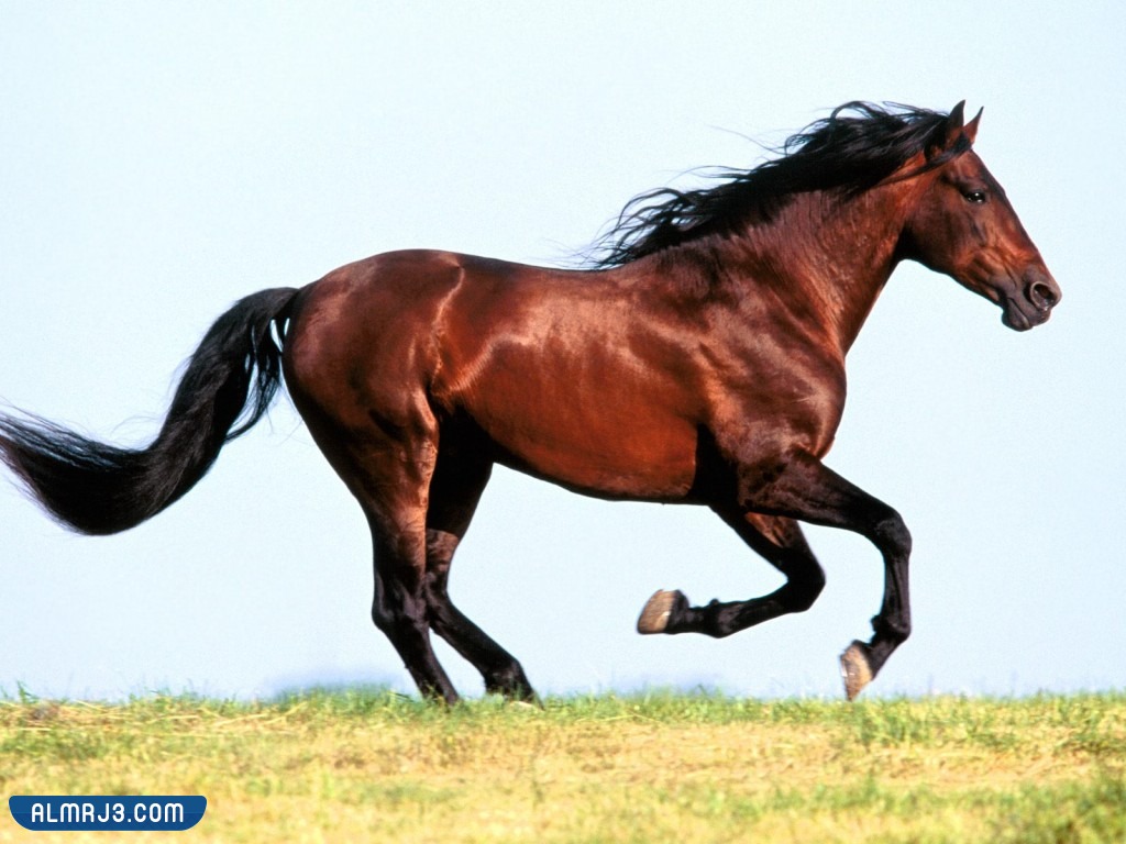 خلفيات خيول عربية حمراء