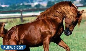 خلفيات خيول عربية حمراء