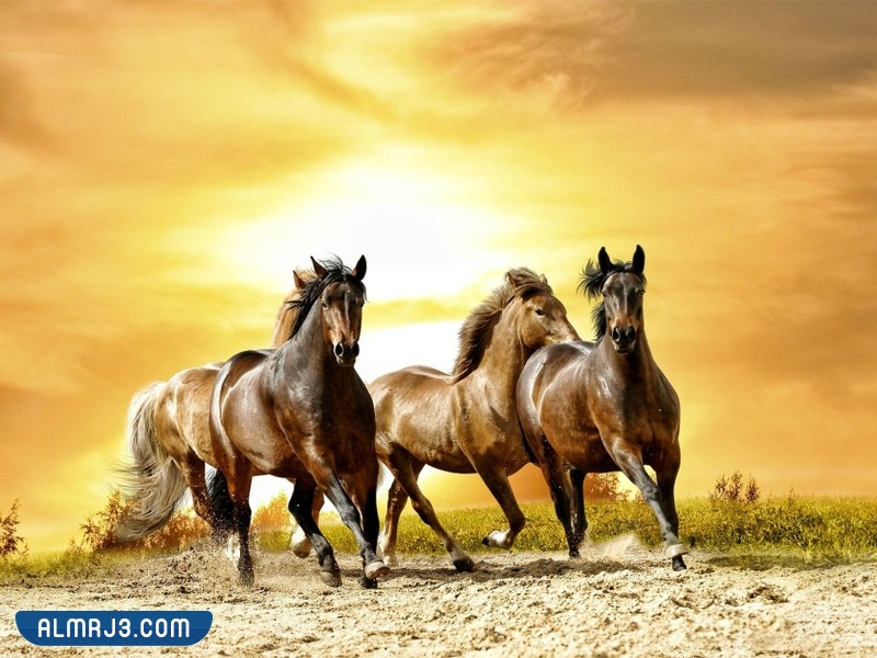 خلفيات خيول عربية حمراء