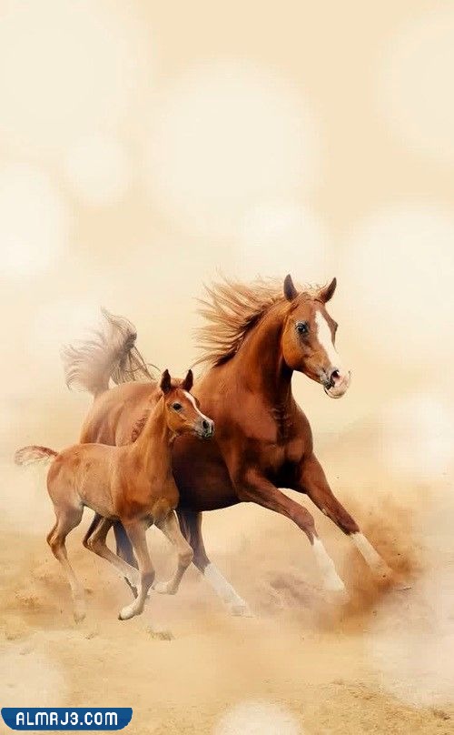 خلفيات خيول عربية حمراء