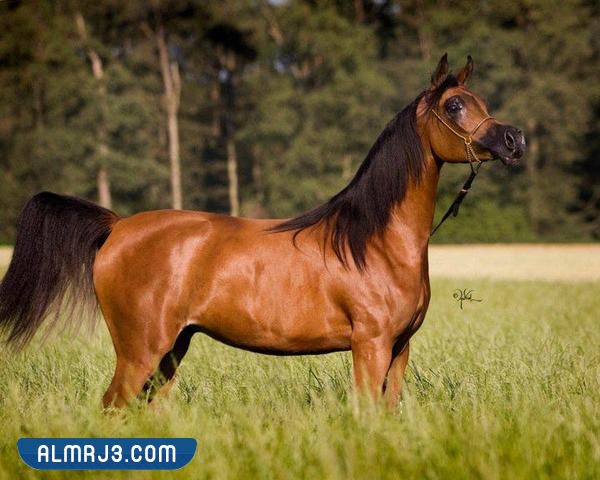 خلفيات خيول عربية حمراء