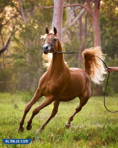 خلفيات خيول عربية حمراء