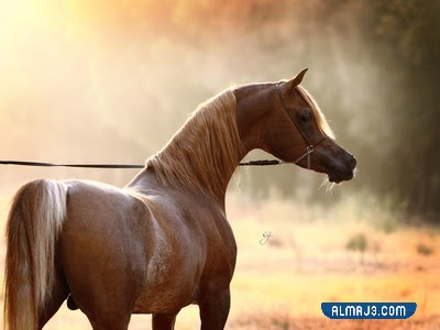 خلفيات خيول عربية حمراء