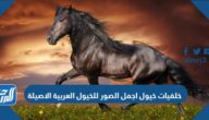 خلفيات خيول اجمل الصور للخيول العربية الاصيلة