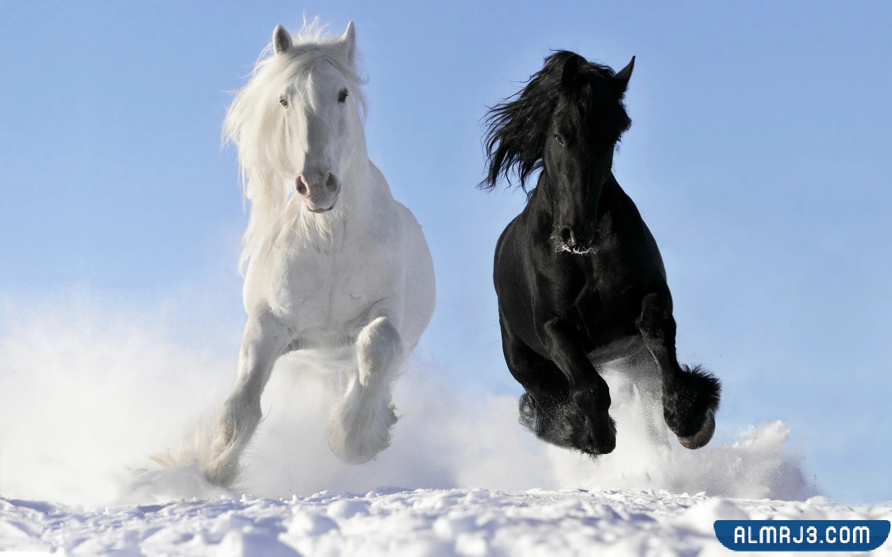 أجمل خلفيات وصور الخيول