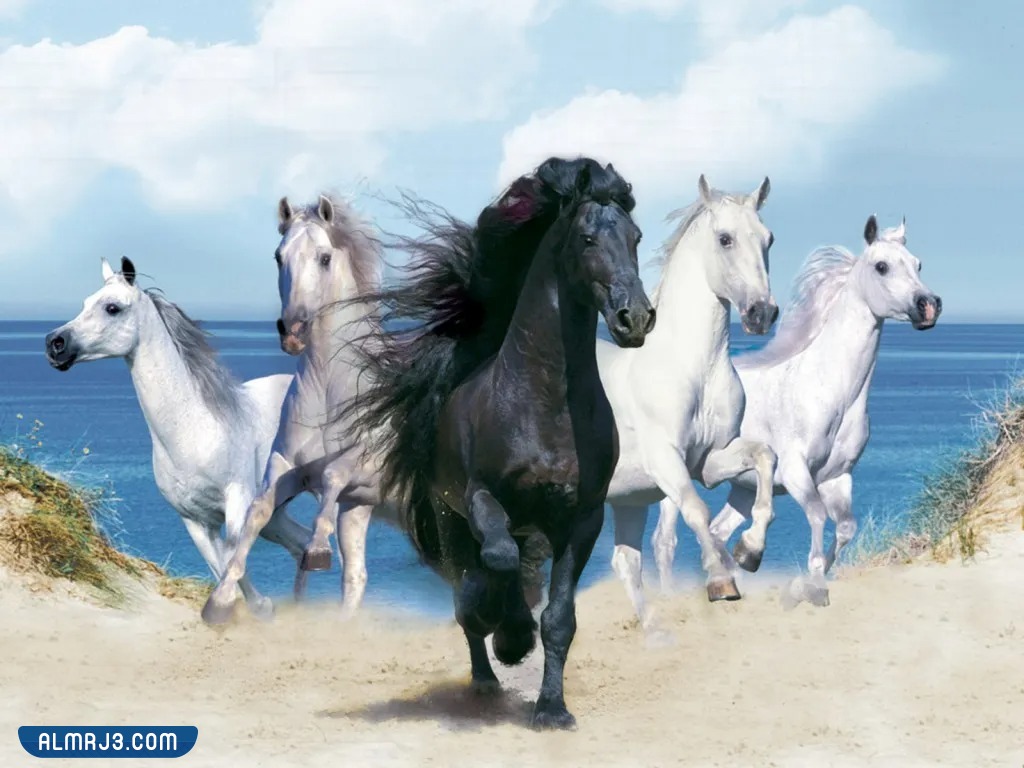 أجمل خلفيات وصور الخيول