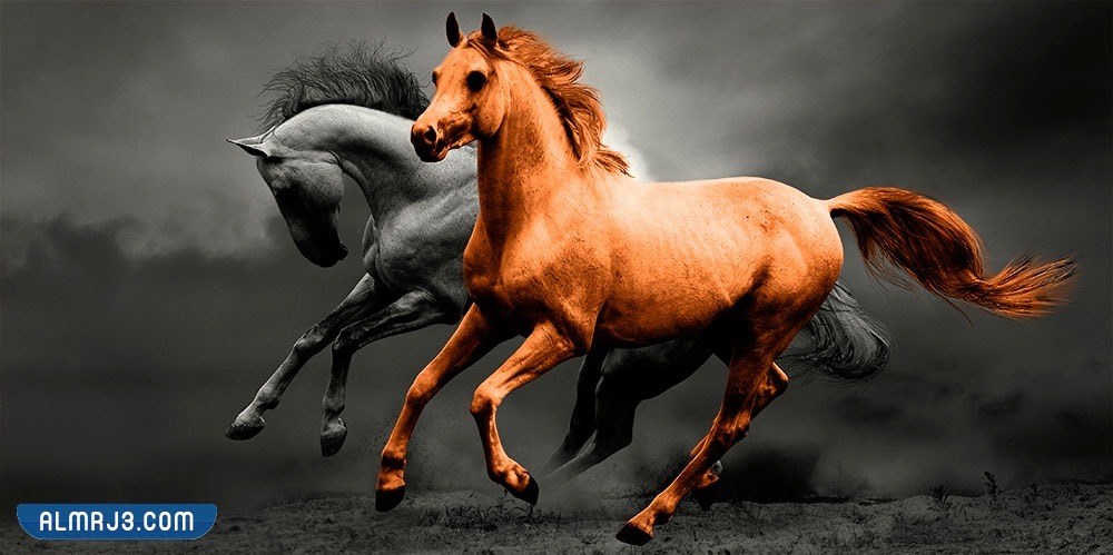 أجمل خلفيات وصور الخيول