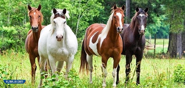 أجمل خلفيات وصور الخيول