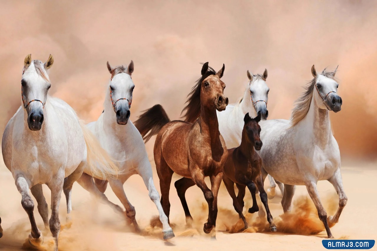 أجمل خلفيات وصور الخيول
