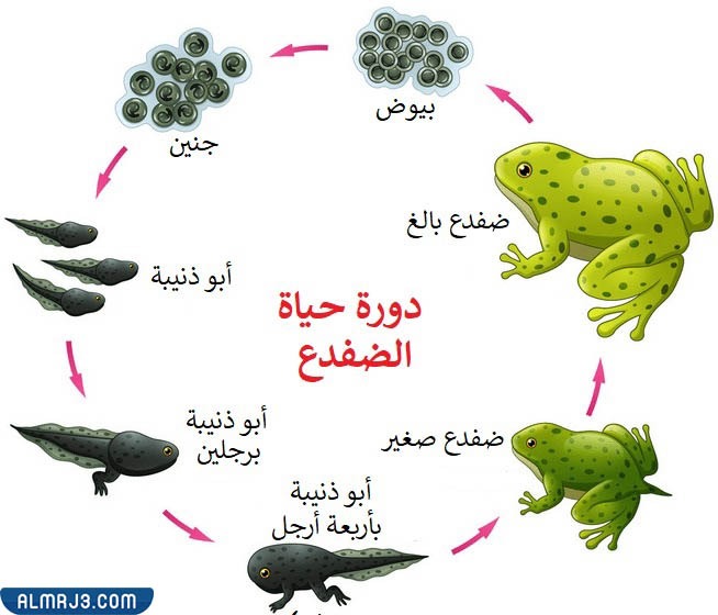 دورة حياة الضفدع