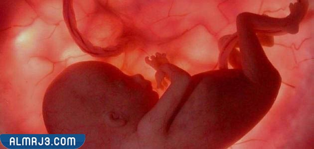 شكل الجنين في الأسبوع الثالث بالشهر الرابع 