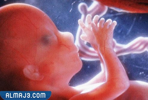 شكل الجنين في الاسبوع الثاني بالشهر الرابع 
