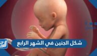 شكل الجنين في الشهر الرابع بالصور شكل الجنين في الشهر الرابع بالصور