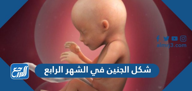 شكل الجنين في الشهر الرابع