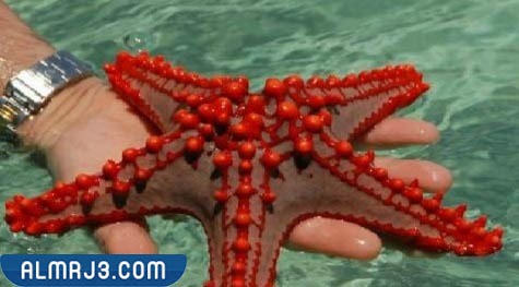 الإسفنجيات واللاسعات والرخويات وشوكيات الجلد