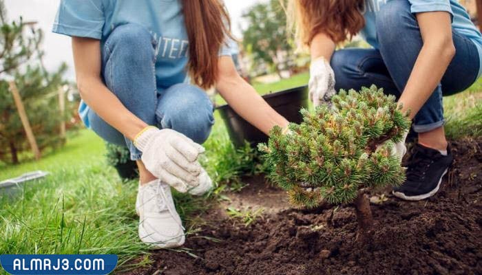 صور أفكار ليوم التخضير في الكويت 2022