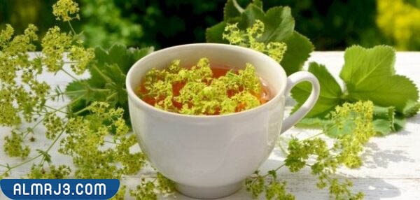 كيفية تحضير عشبة رجل الأسد للتنحيف