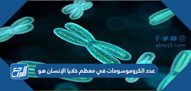 عدد الكروموسومات في معظم خلايا الإنسان هو