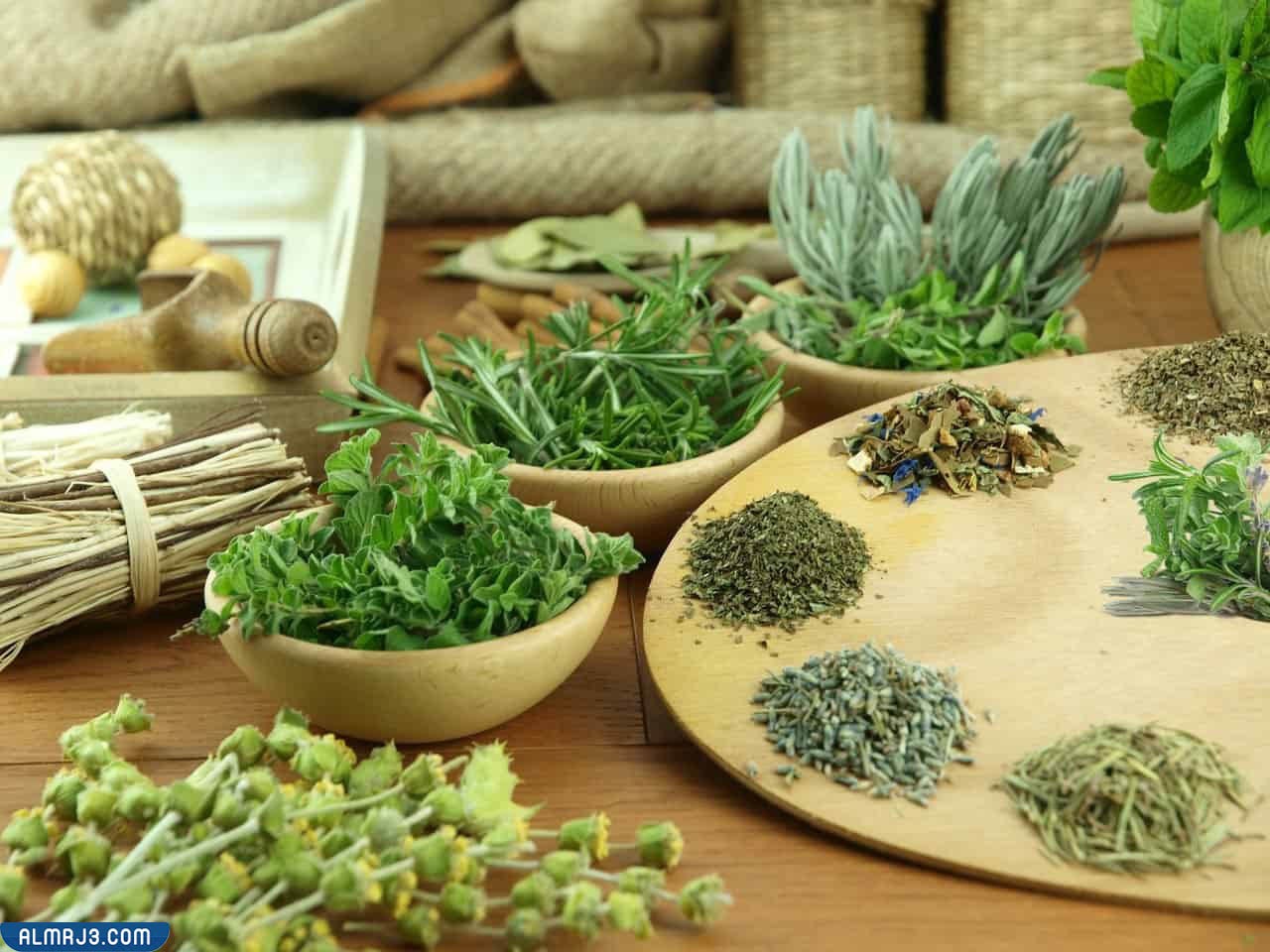 عشبة الاسبغول جابر القحطاني