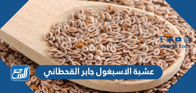 عشبة الاسبغول جابر القحطاني