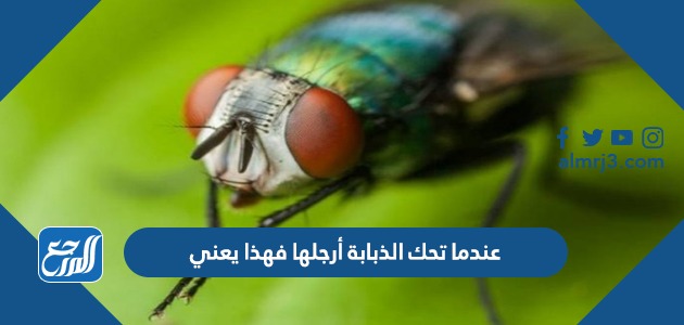  عندما تحك الذبابة أرجلها فهذا يعني