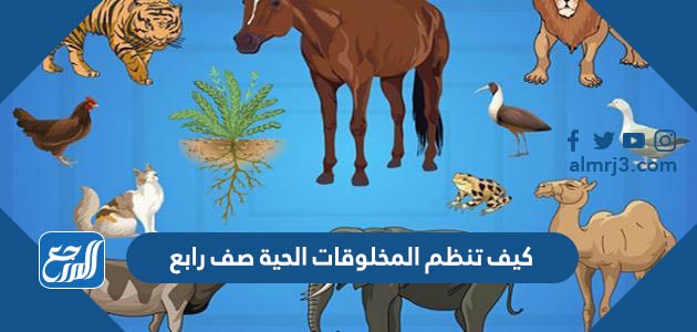 كيف تنظم المخلوقات الحية صف رابع