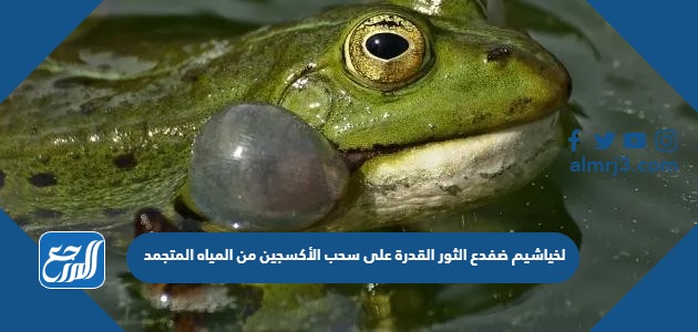 لخياشيم ضفدع الثور القدرة على سحب الأكسجين من المياه المتجمد