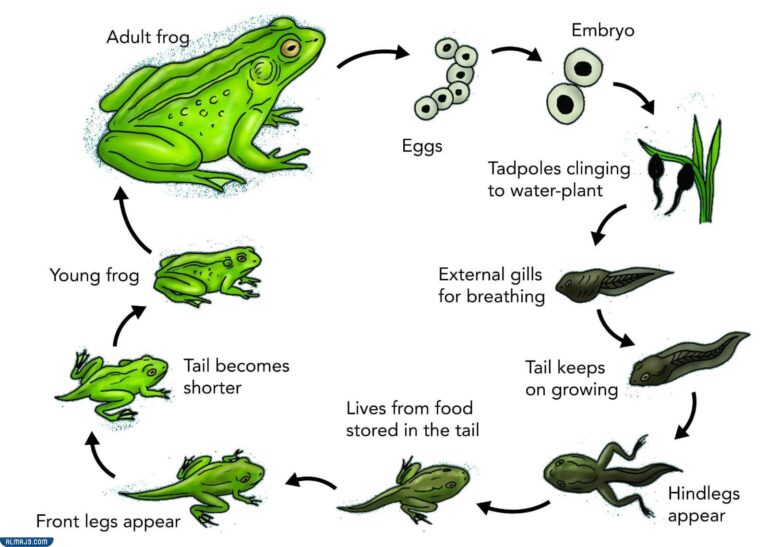 دورة حياة الضفدع