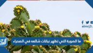 ما الصورة التي تظهر نباتات شائعه في الصحراء