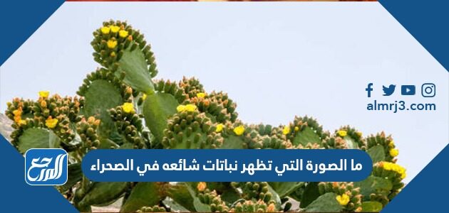 ما الصورة التي تظهر نباتات شائعه في الصحراء