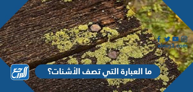 ما العبارة التي تصف الأشنات