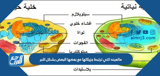 ما العينة التي ترتبط جزيئاتها مع بعضها البعض بشكل أكبر