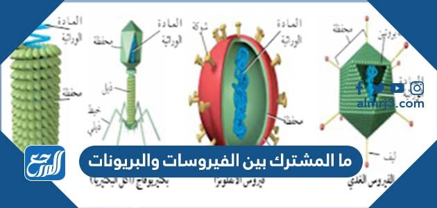 ما المشترك بين الفيروسات والبريونات