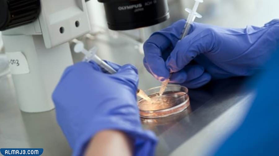 ما هو التلقيح الصناعي 