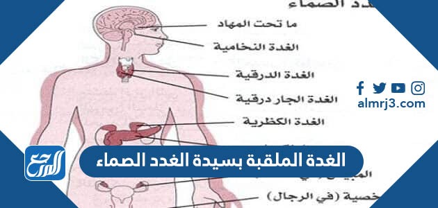 ما هي الغدة الملقبة بسيدة الغدد الصماء